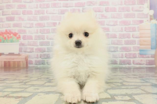 北海道のポメラニアン (Coo&RIKU釧路店/2026年1月24日生まれ/女の子/クリーム)の子犬