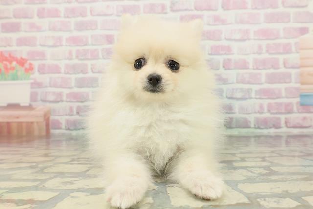 千葉県のポメラニアン (Coo&RIKU東船橋店/2026年1月24日生まれ/女の子/クリーム)の子犬