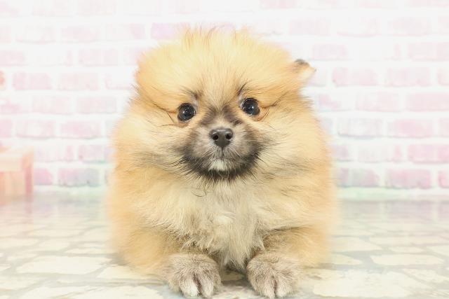神奈川県のポメラニアン (Coo&RIKU横浜旭店/2026年1月25日生まれ/女の子/オレンジ)の子犬