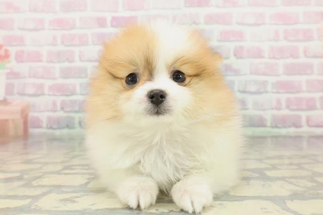 大阪府のポメラニアン (Coo&RIKU枚方店/2026年1月25日生まれ/女の子/パーティーカラー)の子犬