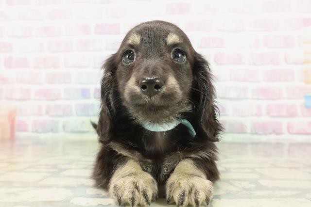 ミニチュア・ダックスフンド