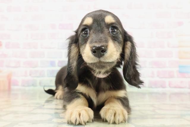 ミニチュア・ダックスフンド