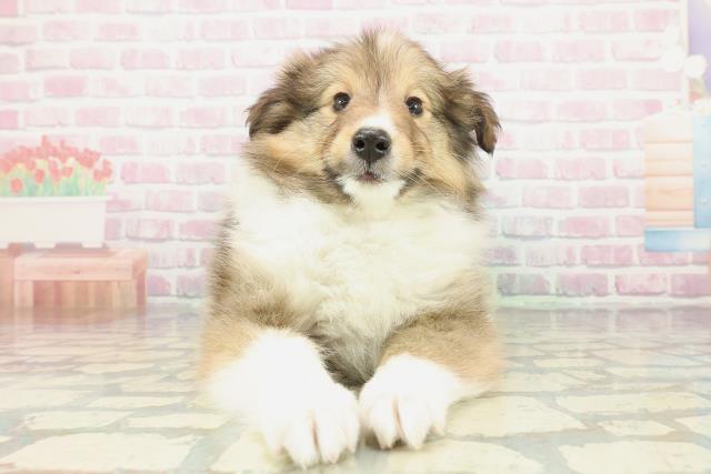 埼玉県のシェットランドシープドッグ (Coo&RIKU川越店/2026年1月26日生まれ/女の子/セーブルホワイト)の子犬