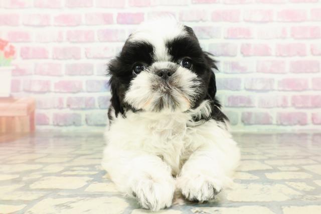 兵庫県のシーズー (Coo&RIKU神戸東灘店/2026年1月27日生まれ/男の子/ブラックホワイト)の子犬の1枚目の画像