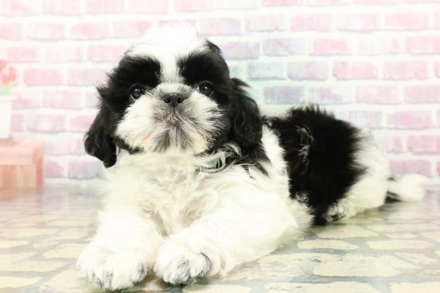 兵庫県のシーズー (Coo&RIKU神戸東灘店/2026年1月27日生まれ/男の子/ブラックホワイト)の子犬の2枚目の画像