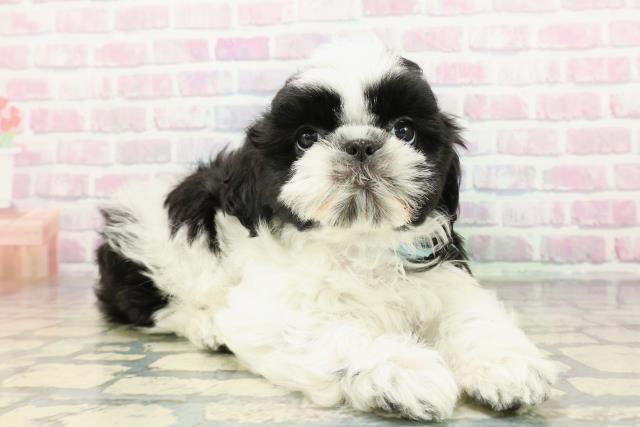 兵庫県のシーズー (Coo&RIKU神戸東灘店/2026年1月27日生まれ/男の子/ブラックホワイト)の子犬の3枚目の画像