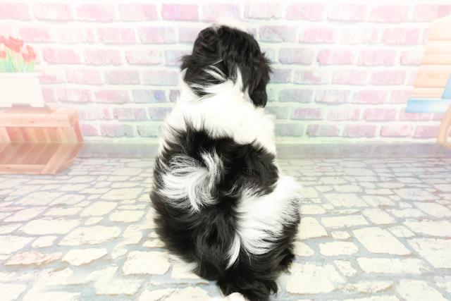 兵庫県のシーズー (Coo&RIKU神戸東灘店/2026年1月27日生まれ/男の子/ブラックホワイト)の子犬の4枚目の画像