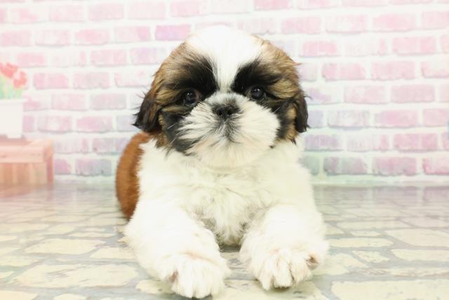 京都府のシーズー (Coo&RIKU京都店/2026年1月27日生まれ/男の子/ゴールドホワイト)の子犬の1枚目の画像