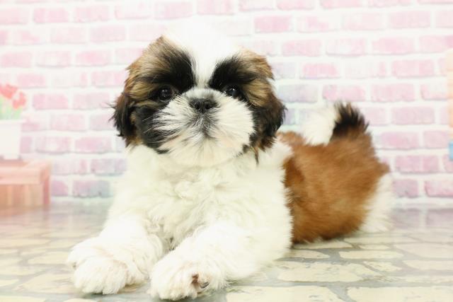 京都府のシーズー (Coo&RIKU京都店/2026年1月27日生まれ/男の子/ゴールドホワイト)の子犬の2枚目の画像