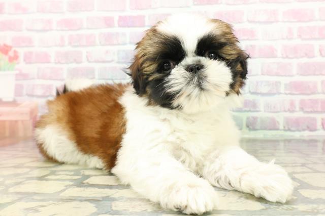 京都府のシーズー (Coo&RIKU京都店/2026年1月27日生まれ/男の子/ゴールドホワイト)の子犬の3枚目の画像