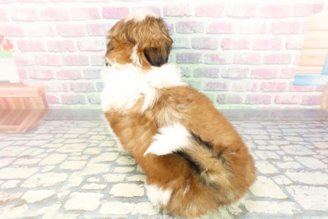 京都府のシーズー (Coo&RIKU京都店/2026年1月27日生まれ/男の子/ゴールドホワイト)の子犬の4枚目の画像