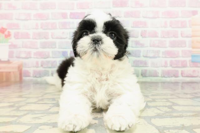 奈良県のシーズー (Coo&RIKU奈良新庄店/2026年1月27日生まれ/女の子/ブラックホワイト)の子犬