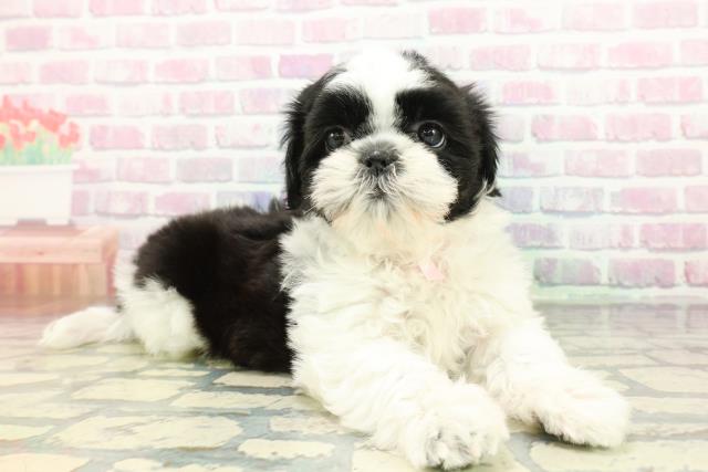 奈良県のシーズー (Coo&RIKU奈良新庄店/2026年1月27日生まれ/女の子/ブラックホワイト)の子犬の3枚目の画像