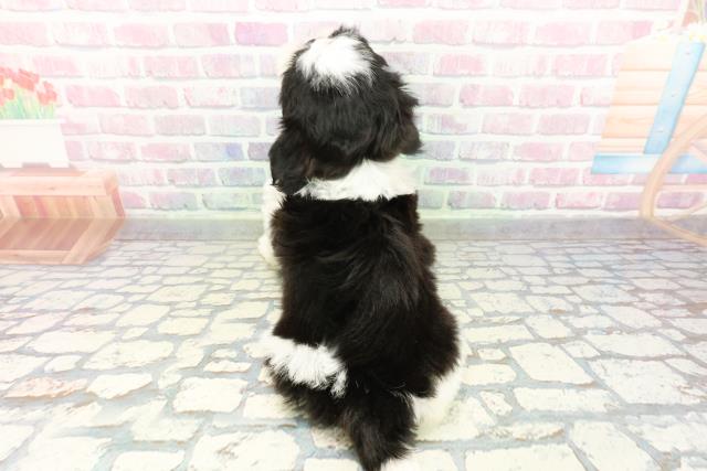 奈良県のシーズー (Coo&RIKU奈良新庄店/2026年1月27日生まれ/女の子/ブラックホワイト)の子犬の4枚目の画像