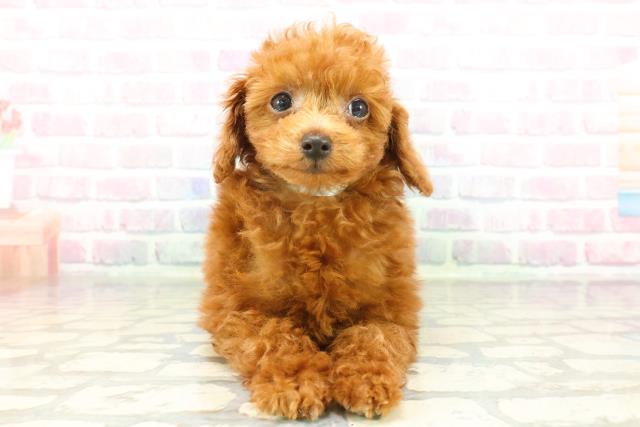 神奈川県のトイプードル(トイ) (Coo&RIKU江の島店/2026年1月8日生まれ/男の子/レッド)の子犬