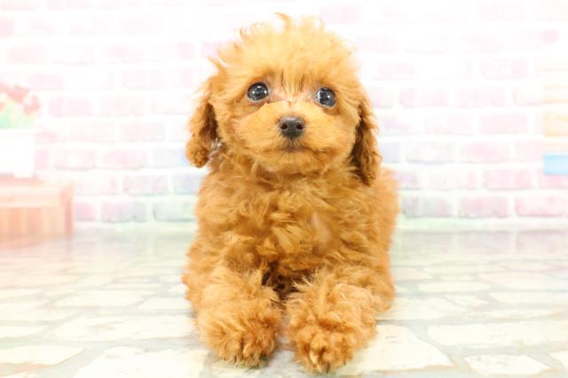 青森県のトイプードル(トイ) (Coo&RIKU八戸店/2026年1月8日生まれ/女の子/レッド)の子犬の1枚目の画像