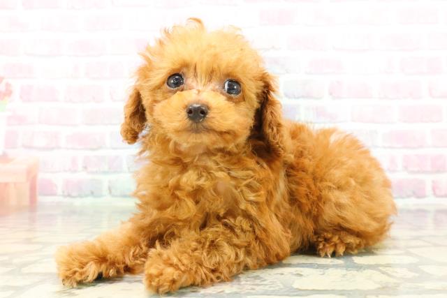 青森県のトイプードル(トイ) (Coo&RIKU八戸店/2026年1月8日生まれ/女の子/レッド)の子犬の2枚目の画像