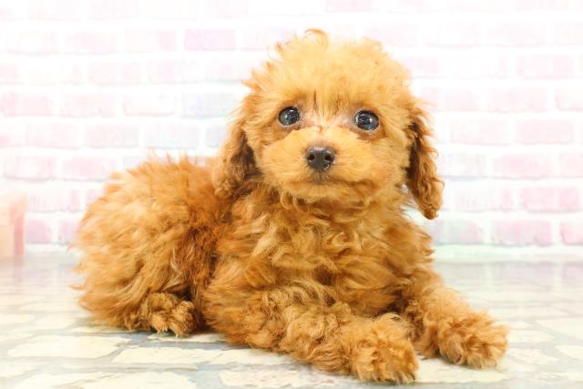 青森県のトイプードル(トイ) (Coo&RIKU八戸店/2026年1月8日生まれ/女の子/レッド)の子犬の3枚目の画像