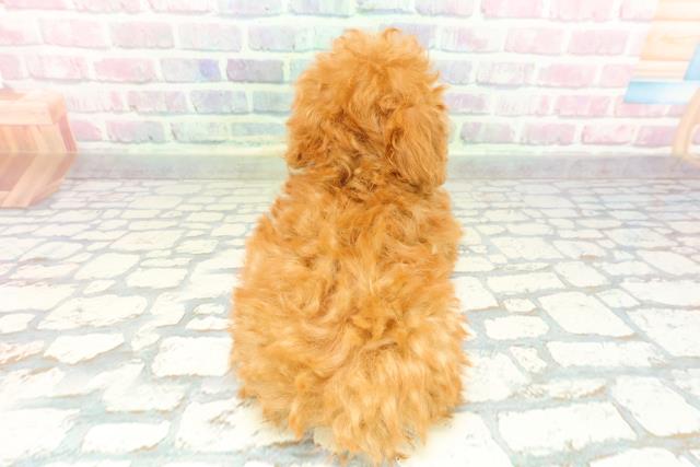 青森県のトイプードル(トイ) (Coo&RIKU八戸店/2026年1月8日生まれ/女の子/レッド)の子犬の4枚目の画像