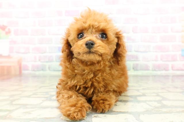 神奈川県のトイプードル(トイ) (Coo&RIKU藤沢店/2026年1月8日生まれ/女の子/レッド)の子犬の1枚目の画像