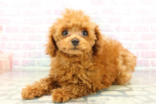 神奈川県のトイプードル(トイ) (Coo&RIKU藤沢店/2026年1月8日生まれ/女の子/レッド)の子犬の2枚目の画像