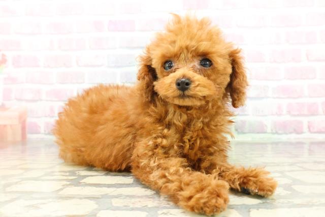 神奈川県のトイプードル(トイ) (Coo&RIKU藤沢店/2026年1月8日生まれ/女の子/レッド)の子犬の3枚目の画像