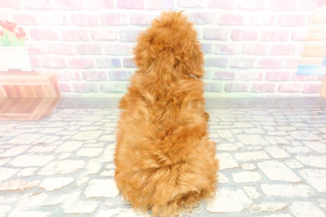 神奈川県のトイプードル(トイ) (Coo&RIKU藤沢店/2026年1月8日生まれ/女の子/レッド)の子犬の4枚目の画像