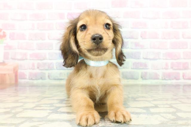 ミニチュア・ダックスフンド