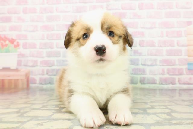 神奈川県のウェルシュコーギーペンブローク (Coo&RIKU横浜旭店/2026年1月25日生まれ/男の子/レッドホワイト)の子犬