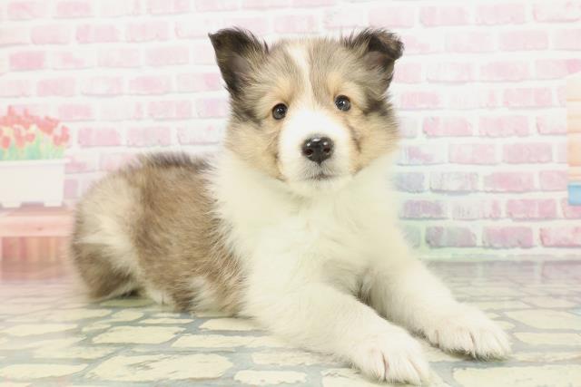 群馬県のシェットランドシープドッグ (Coo&RIKU伊勢崎店/2026年1月24日生まれ/男の子/セーブルホワイト)の子犬の3枚目の画像