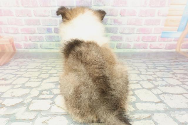 群馬県のシェットランドシープドッグ (Coo&RIKU伊勢崎店/2026年1月24日生まれ/男の子/セーブルホワイト)の子犬の4枚目の画像