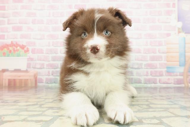 ボーダーコリー