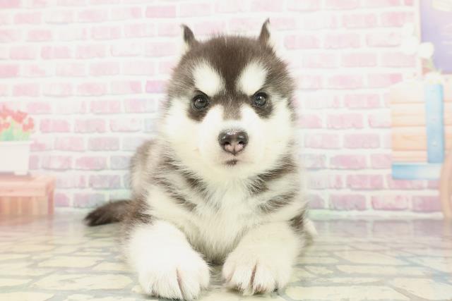 奈良県のシベリアンハスキー (Coo&RIKU奈良新庄店/2026年1月26日生まれ/女の子/ブラックホワイト)の子犬の1枚目の画像
