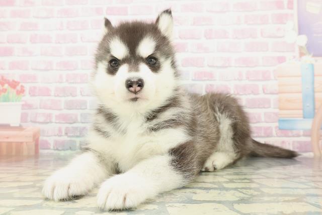 奈良県のシベリアンハスキー (Coo&RIKU奈良新庄店/2026年1月26日生まれ/女の子/ブラックホワイト)の子犬の2枚目の画像