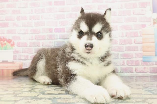 奈良県のシベリアンハスキー (Coo&RIKU奈良新庄店/2026年1月26日生まれ/女の子/ブラックホワイト)の子犬の3枚目の画像