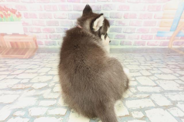 奈良県のシベリアンハスキー (Coo&RIKU奈良新庄店/2026年1月26日生まれ/女の子/ブラックホワイト)の子犬の4枚目の画像