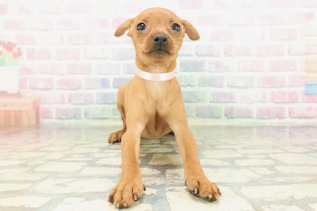 群馬県のミニチュアピンシャー (Coo&RIKU伊勢崎店/2026年1月26日生まれ/女の子/レッド)の子犬の1枚目の画像