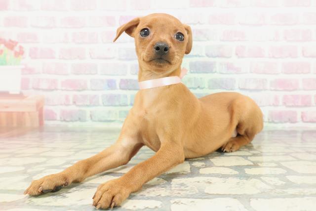 群馬県のミニチュアピンシャー (Coo&RIKU伊勢崎店/2026年1月26日生まれ/女の子/レッド)の子犬の2枚目の画像