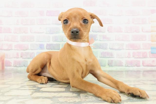 群馬県のミニチュアピンシャー (Coo&RIKU伊勢崎店/2026年1月26日生まれ/女の子/レッド)の子犬の3枚目の画像