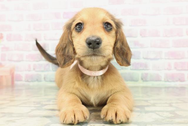 ミニチュア・ダックスフンド