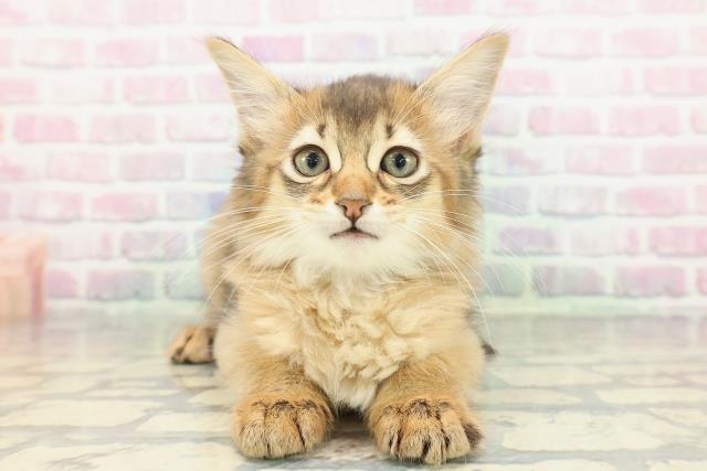 東京都のソマリ (Coo&RIKU池袋西口店/2026年1月21日生まれ/女の子/ルディ)の子猫の1枚目の画像