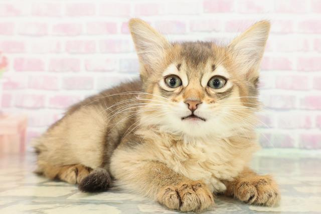 東京都のソマリ (Coo&RIKU池袋西口店/2026年1月21日生まれ/女の子/ルディ)の子猫の3枚目の画像