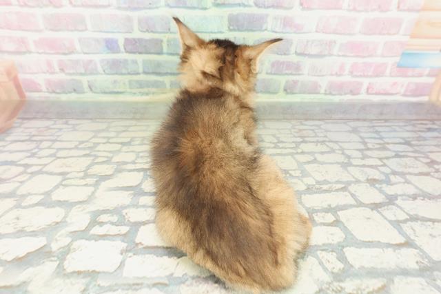 東京都のソマリ (Coo&RIKU池袋西口店/2026年1月21日生まれ/女の子/ルディ)の子猫の4枚目の画像