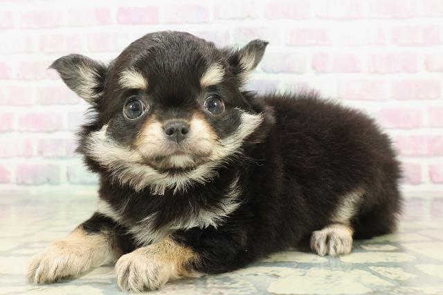 東京都のチワワ(ロング) (Coo&RIKU高円寺店/2026年1月25日生まれ/男の子/ブラックタンホワイト)の子犬の2枚目の画像