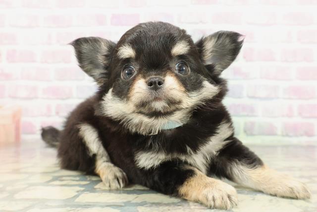 東京都のチワワ(ロング) (Coo&RIKU高円寺店/2026年1月25日生まれ/男の子/ブラックタンホワイト)の子犬の3枚目の画像