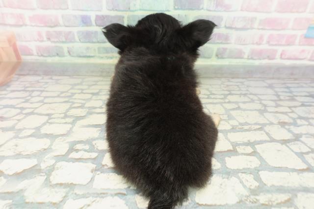 東京都のチワワ(ロング) (Coo&RIKU高円寺店/2026年1月25日生まれ/男の子/ブラックタンホワイト)の子犬の4枚目の画像