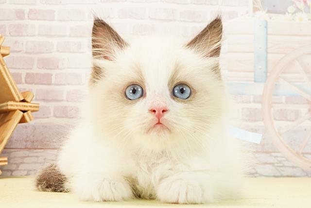 静岡県のラグドール (Coo&RIKU掛川店/2026年1月22日生まれ/男の子/シールポイントバイカラー)の子猫の1枚目の画像