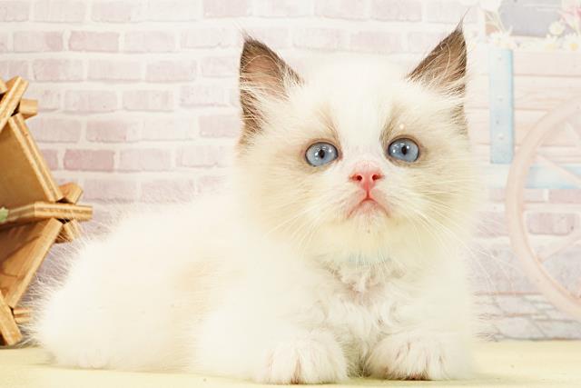 静岡県のラグドール (Coo&RIKU掛川店/2026年1月22日生まれ/男の子/シールポイントバイカラー)の子猫の2枚目の画像