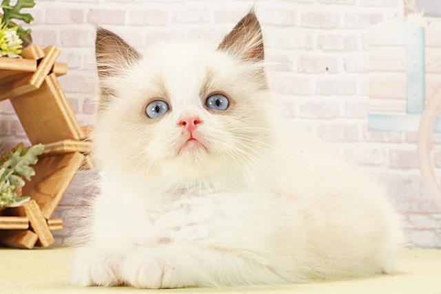 静岡県のラグドール (Coo&RIKU掛川店/2026年1月22日生まれ/男の子/シールポイントバイカラー)の子猫の3枚目の画像