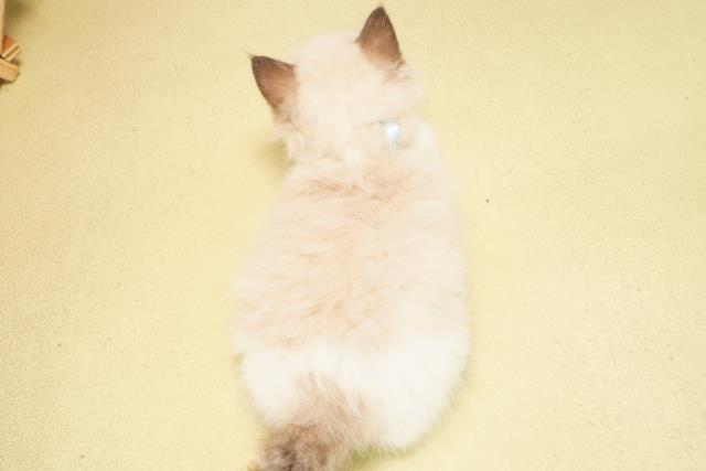 静岡県のラグドール (Coo&RIKU掛川店/2026年1月22日生まれ/男の子/シールポイントバイカラー)の子猫の4枚目の画像